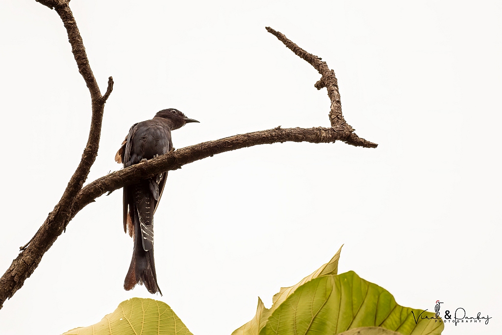 Asian Drongo Cuckoo 